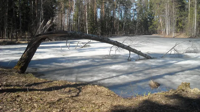Рыбинск — Тихменево